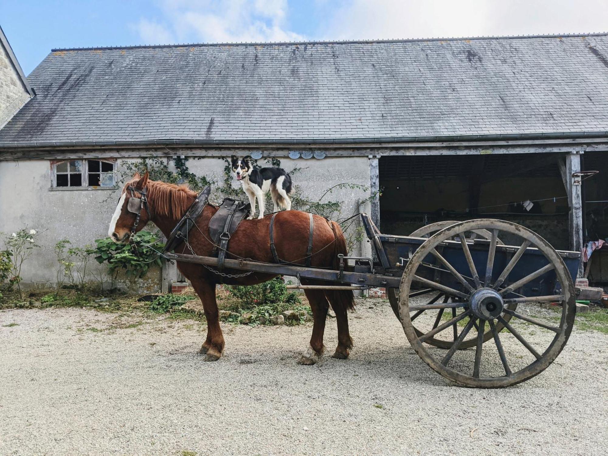 Ferme De Franqueville Сент-Марі-дю-Мон Екстер'єр фото